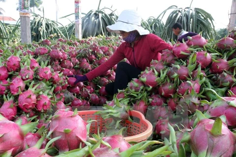 Huyện Châu Thành, tỉnh Long An thực hiện hiệu quả đề án chuyển đổi cơ cấu cây trồng. (Nguồn: TTXVN)