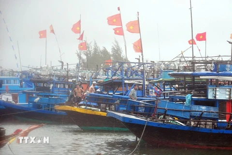 Các tàu thuyền về neo đậu tránh trú bão số 3 tại Khu neo đậu tàu thuyền xã Duy Hải, huyện Duy Xuyên, tỉnh Quảng Nam. (Nguồn: TTXVN) 