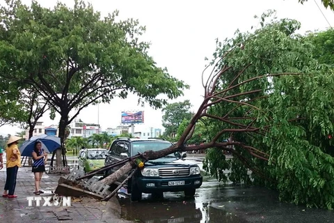 Cây xanh ngã đỗ đè lên ôtô tại đường Nguyễn Tri Phương (Đà Nẵng) do ảnh hưởng cơn bão số 3. (Ảnh: Trần Lê Lâm/TTXVN) 