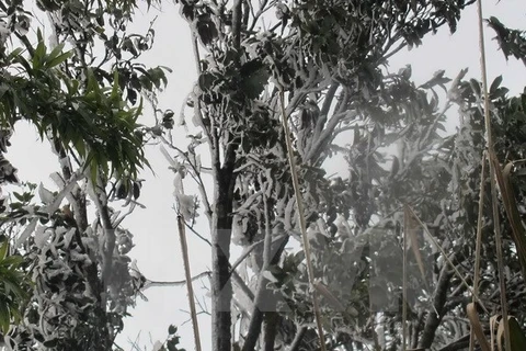 Băng tuyết phủ đặc tại khu vực Tháp Truyền hình Tam Đảo. (Ảnh: Nguyễn Trọng Lịch/TTXVN)