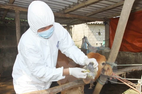 Nhân viên thú y điều trị bệnh lở mồm long móng cho bò. (Ảnh: Hồ Cầu/TTXVN)
