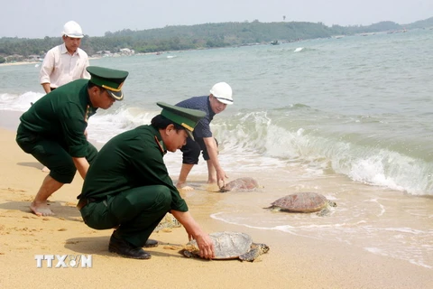 Lực lượng chức năng thả 4 cá thể rùa biển về môi trường sống tự nhiên. (Ảnh: Vĩnh Trọng/TTXVN) 