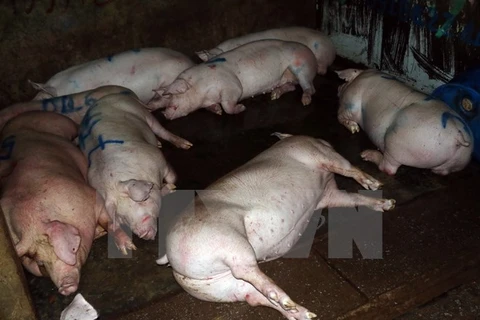 Đàn lợn nằm bất động sau khi bị tiêm thuốc an thần và bơm nước. (Ảnh: Thanh Liêm/TTXVN)