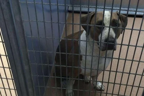 Con chó đã được đưa tới Trung tâm dịch vụ động vật hạt San Diego để cách ly. (Nguồn: Reuters)