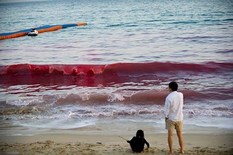 Hiện tượng thủy triều đỏ. (Nguồn: CCTV)