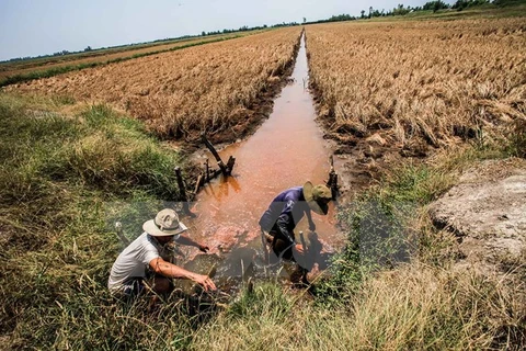 Những con kênh phục vụ tưới tiêu cho đồng ruộng ở xã Hưng Yên, huyện An Biên bị nhiễm mặn trầm trọng. (Ảnh: Trọng Đạt/TTXVN)