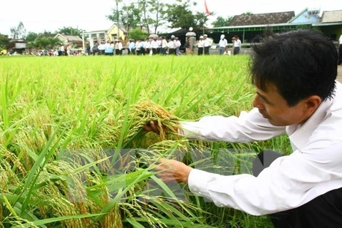 Ảnh minh họa. (Ảnh: Hồ Cầu/TTXVN)