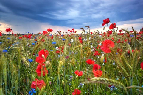 Những bông hoa mùa hè hoa nở rộ trên cánh đồng ở gần bờ biển phía bắc của Estonia. (Nguồn: Nat Geo)