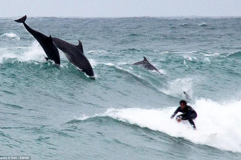 Những con cá heo nhảy đuổi theo một người lướt sóng gần St Ives. (Nguồn: dailymail.co.uk)