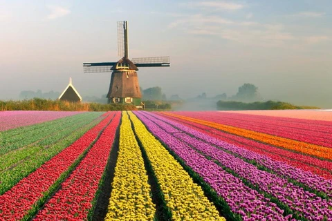 'Cầu vồng' hoa tulip rực rỡ sắc màu tại Hà Lan. (Nguồn: NatGeo)