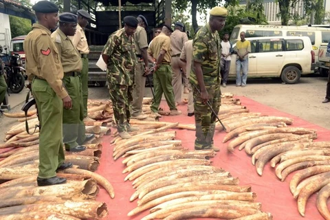 Cảnh sát Kenya bên số ngà voi thu giữ tại Mombasa. Ảnh minh họa. (Nguồn: AFP/TTXVN)