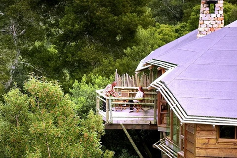 Khách sạn trên cây Tsala Treetop Lodge ở Nam Phi cung cấp tầm nhìn toàn cảnh ra khu rừng xanh tươi. (Nguồn: Dailymail)