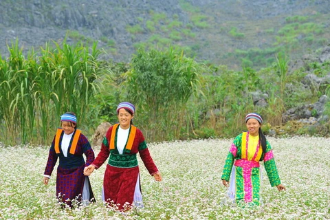 Vẻ đẹp hoa tam giác mạch ở Hà Giang. (Ảnh: Minh Đức/TTXVN)