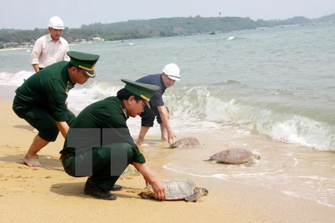 Hải quan Tây Ninh tạm giữ 66 cá thể rùa nhập lậu từ Campuchia 