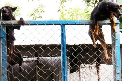 Bảo tồn và xây dựng giống loài chó Phú Quốc thành "sản phẩm" du lịch