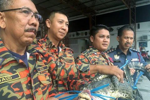 Chú cá sấu bị sở cứu hộ và cứu hỏa bang Penang bắt tại khu chợ đông đúc ở Jelutong. (Nguồn: nst.com.my)