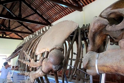Quảng Ngãi: Khôi phục bộ xương cá voi ở huyện đảo Lý Sơn
