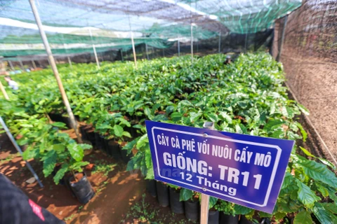 Vườn ươm giống càphê của Viện Khoa học Kỹ thuật Nông Lâm nghiệp Tây Nguyên. (Nguồn: Vietnam+)