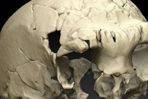 Hóa thạch hộp sọ 400.000 năm tuổi được tìm thấy tại khu vực hang động Aroeira. (Nguồn: phys.org) 