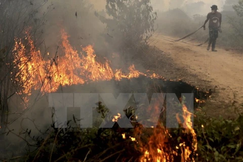 Binh sỹ Indonesia tham gia dập các đám cháy từng tại Ogan Ilir, tỉnh Nam Sumatra ngày 30/9/2015. (Nguồn: Reuters/TTXVN)