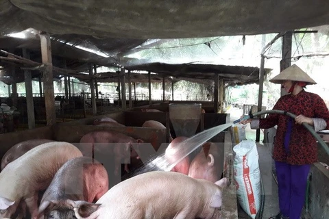 Chăm sóc lợn tại trang trại của bà Nguyễn Thị Hồng Nghi, ở phường Trường Lạc, quận Ô Môn, Cần Thơ. (Ảnh: Ngọc Thiện/TTXVN)