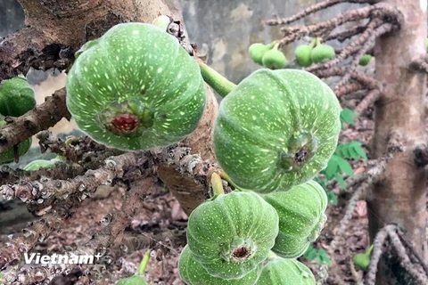 Vả được trồng nhiều trong vườn dân ở vùng bãi bồi Nguyệt Biều, thành phố Huế. (Ảnh: Quốc Việt/TTXVN)
