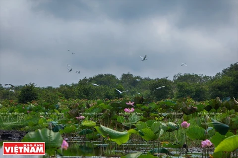Đầm sen trong Khu Bảo tồn đất ngập nước Láng Sen. (Ảnh: Nguyễn Luân)