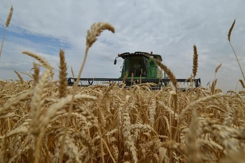 Nông dân Nga đang thu hoạch lúa mỳ. (Nguồn: AFP)