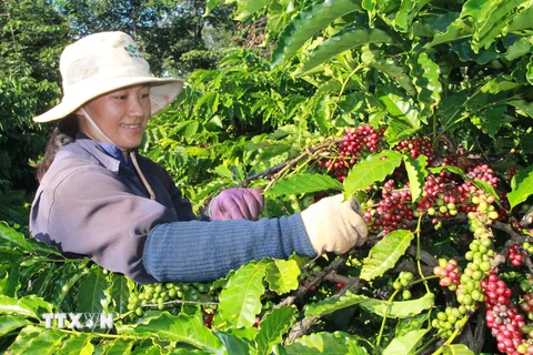 Thu hoạch cà phê ở Đắk Lắk. (Ảnh: Phạm Cường/TTXVN)