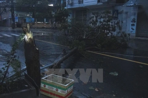 Gió bão giật mạnh khiến cây xanh ở thành phố Nha Trang đổ ngã. (Ảnh: Nguyên Lý/TTXVN)