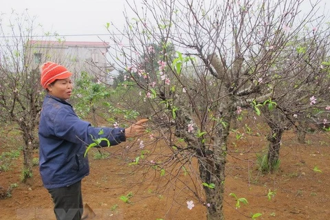 Ảnh minh họa. (Nguồn: TTXVN)