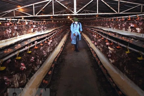 Nhân viên thú y phun thuốc tiêu độc, khử trùng khu vực chăn nuôi gà đẻ trứng quy mô trang trại của một gia đình. (Ảnh: Vũ Sinh/TTXVN)
