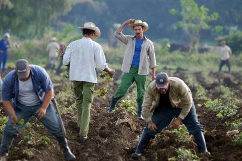 Nông dân Cuba đang gieo trồng khoai lang. (Nguồn: AFP)