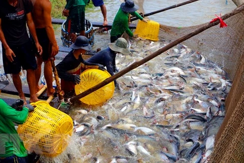 Thu hoạch cá tra thương phẩm. (Ảnh: Thanh Liêm/TTXVN)