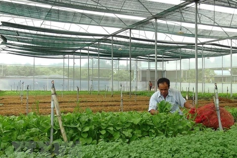 Sản xuất rau sạch trong nhà kính tại khu nông nghiệp công nghệ cao ở Bình Phước. (Ảnh: Nguyên Lý/TTXVN)