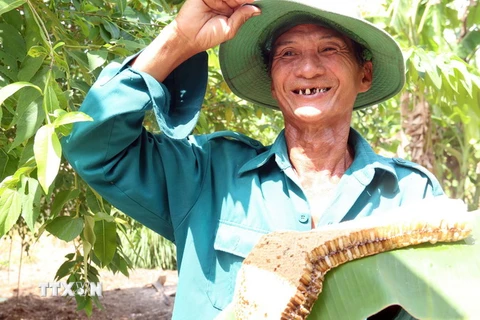 Nông dân xã Đông Hưng B, huyện An Minh thu hoạch ong mật ở U Minh Thượng. (Ảnh: Lê Sen/TTXVN)