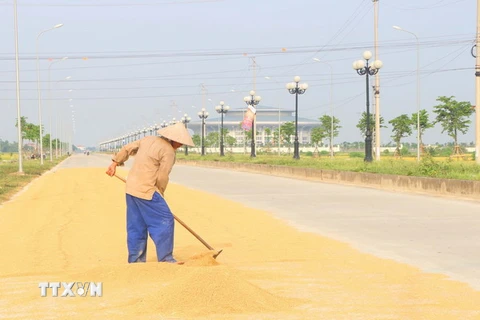 Đường tỉnh lộ rộng 12m được nông dân xã Thanh Liêm tận dụng làm sân phơi lúa. (Ảnh: Đại Nghĩa/TTXVN)
