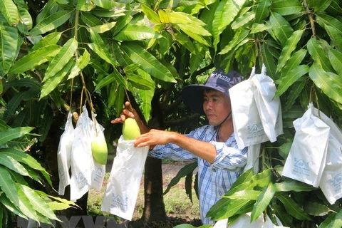 Nhà vườn bọc quả xoài cát Hòa Lộc để tránh sâu bệnh, giúp vỏ quả có màu trắng xanh đẹp mắt. (Ảnh: Xuân Dự/TTXVN)