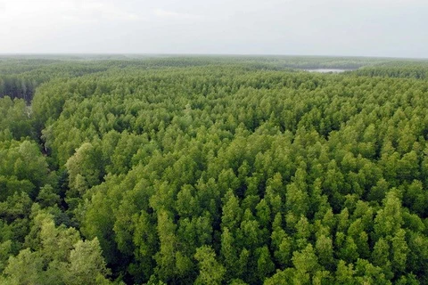 Bảo vệ và phát triển hệ sinh thái rừng ngập mặn Cần Giờ. (Ảnh: Mạnh Linh/TTXVN)