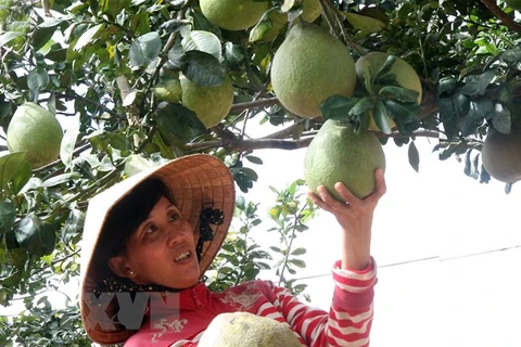 Nông dân xã Hòa Hiệp (huyện Tam Bình, Vĩnh Long) thu hoạch bưởi năm roi, một trong những cây ăn quả đặc sản của tỉnh. (Ảnh: Đình Huệ/TTXVN)