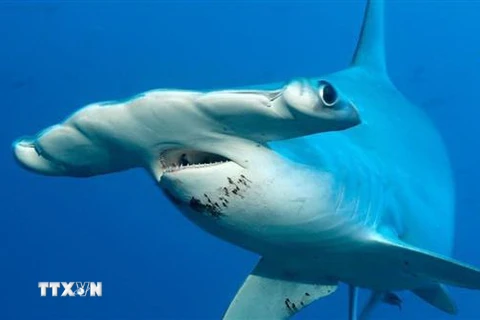 Cá mập đầu búa. (Ảnh: BBC/TTXVN)