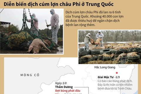 [Infographics] Diễn biến dịch cúm lợn châu Phi ở Trung Quốc