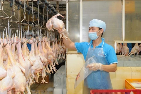 Đóng gói sản phẩm thịt gà cung cấp ra thị trường. (Ảnh: An Hiếu/TTXVN)