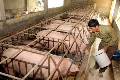 Chăm sóc đàn lợn nuôi. (Nguồn: TTXVN)