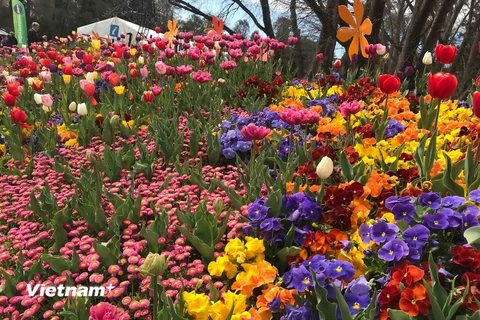 Lễ hội hoa xuân đặc sắc Floriade 2018 trưng bày hơn 1 triệu loài hoa và thực vật. (Ảnh: Khánh Linh/Vietnam+)