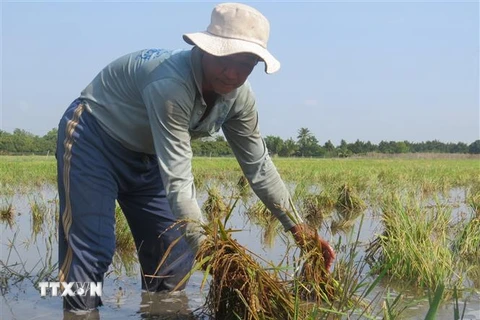 Ông Trần Văn Chính canh tác hơn 7000m2 lúa thu đông tại xã An Khánh, huyện Châu Thành, nhưng gần một nửa diện tích bị ảnh hưởng do nước tràn bờ đê. (Ảnh: Chương Đài/TTXVN)
