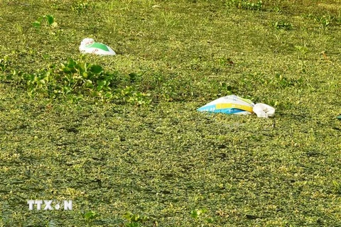 Kênh Tây, thành phố Tây Ninh xuất hiện dày đặc bèo tây, cỏ cùng với lượng lớn rác thải nằm lềnh bềnh trên mặt nước. (Ảnh: Thanh Tân/TTXVN)