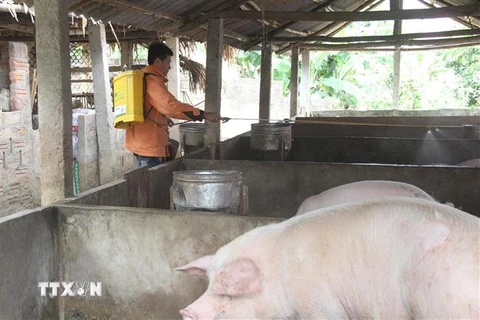 Lực lượng chức năng phun tiêu độc khử trùng cho đàn lợn. (Nguồn: TTXVN)