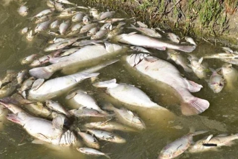 Cá chết hàng loạt trên sông Darling. (Nguồn: ABC News)