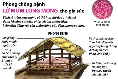 [Infographics] Phòng chống bệnh lở mồm long móng cho gia súc